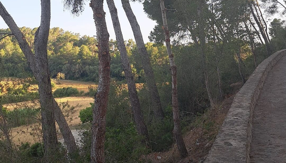 camí de Son Juny