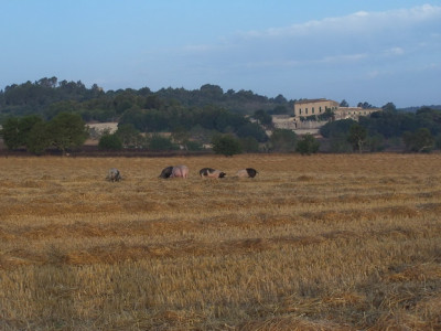 Sant Joan