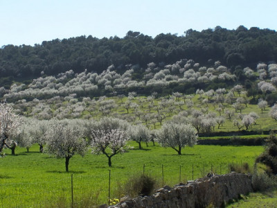Sant Joan