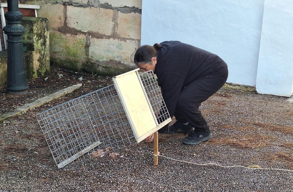 campanya d’esterilització