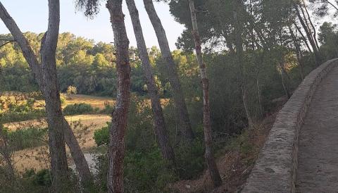 camí de Son Juny